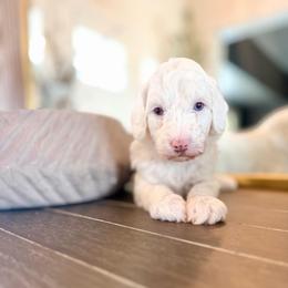 Blanton - Parti male Goldendoodle puppy in Queen Creek, Arizona from Sunny Doodles