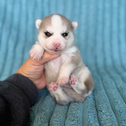 Milo - Merle male Pomsky puppy in Aberdeen, Idaho from Willow Creek Cresteds