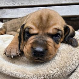 Zoe - Red female Colombian Fino Hound puppy in Kingston, Tennessee from Fino Hounds USA