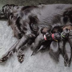 Flat-Coated Retriever Puppies from Midnight Oaks
