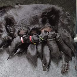 Flat-Coated Retriever Puppies from Midnight Oaks