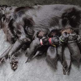 Flat-Coated Retriever Puppies from Midnight Oaks