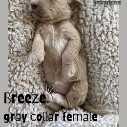 Breeze - Cream female Goldendoodle puppy in Inez, Texas from Heavenly H Doodles