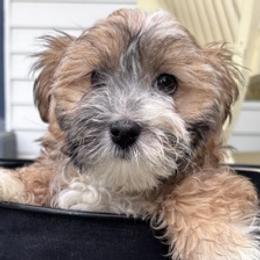 Girl 1 - female Havanese puppy in Rayne, Louisiana from Cajun Coast Havanese