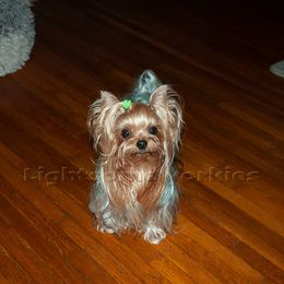 Baby Cupid - Yorkshire Terrier