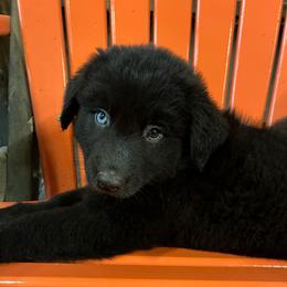 Ebony - Black & white male Australian Shepherd puppy in Whitwell, Tennessee from Owl Hollow Farm