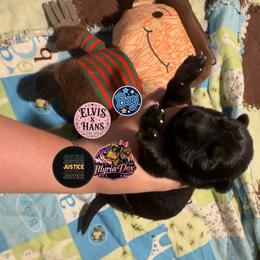 Justice - Sable male German Shepherd puppy in Livingston, Kentucky from Illyria Dox & GSD