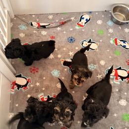 Yorkshire Terrier Puppies from Tails of Joy MA