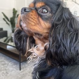 Cavalier King Charles Spaniel All Grown Up from Cavi Love
