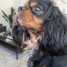 Cavalier King Charles Spaniel All Grown Up from Cavi Love