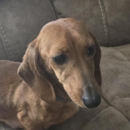 Scarlet - Dachshund