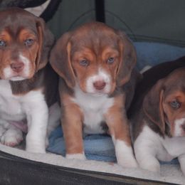 Beagle Puppies from Parmelee Beagles