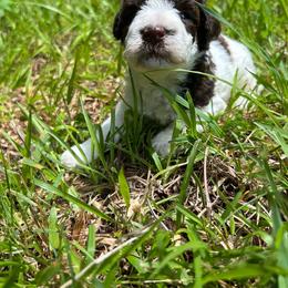 Phil - Parti male Miniature Schnauzer puppy in Clover, South Carolina from Bobo’s Babies Kennels