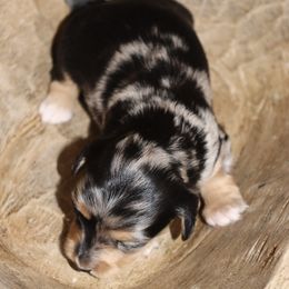 Girl 1 - Dapple Dachshund puppy in Pontotoc, Mississippi from Doubletake Doodles & Dachshunds
