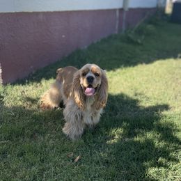 Milo - Cocker Spaniel