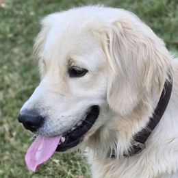 Jayne - Golden Retriever