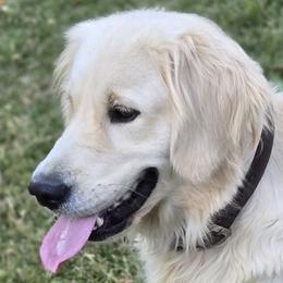 Jayne - Golden Retriever
