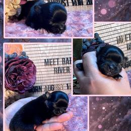 River - Blue and white female Chihuahua puppy in North Dakota from American Dream Chihuahua’s