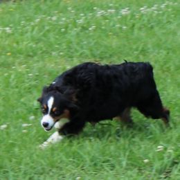 Sage - Miniature Australian Shepherd