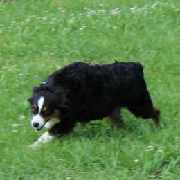 Sage - Miniature Australian Shepherd