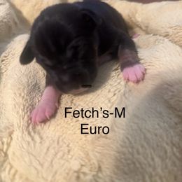 From the Jackpot litter-Euro - Black white and tan male Rat Terrier puppy in Lodi, California from Top Shelf Rat Terriers