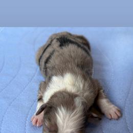 Miniature American Shepherd and Toy Australian Shepherd Puppies from Southern L Aussies