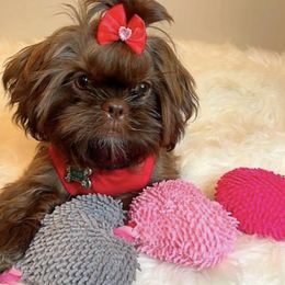 Shih Tzus from Bambi Beauty Babies