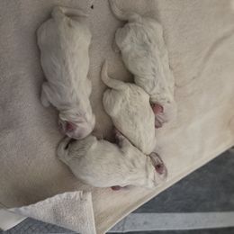 Coton de Tulear and Golden Retriever Puppies from Four Lochs LLC