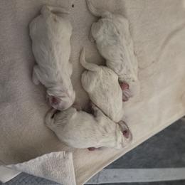 Coton de Tulear and Golden Retriever Puppies from Four Lochs LLC