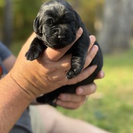Labrador Retriever Puppies from Hillstone Labradors