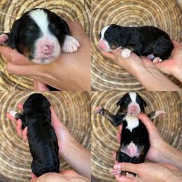 Amanda - Tri-color female Bernedoodle puppy in Yuciapa, California from AlltheDoodlez_