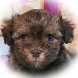 Havanese Puppies from KingsKids Havanese