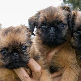 Brussels Griffons from Hex Griffs