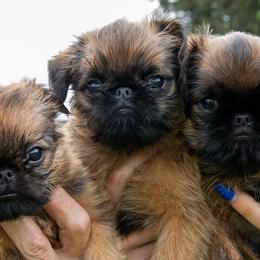 Brussels Griffons from Hex Griffs