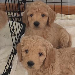 Goldendoodles from Sunshine Doodles