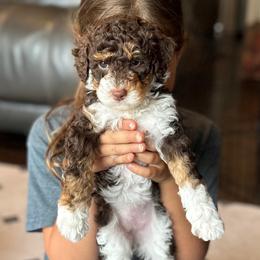 Sequoia - Red tri-color female Aussiedoodle puppy in Arlington, Washington from Doodle Love Laugh