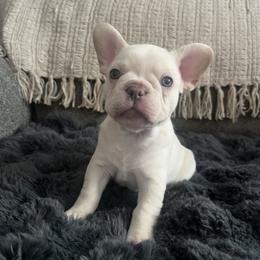 French Bulldog Puppies from Foster Lake Frenchies