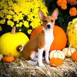 Luke - Red and white male Basenji puppy in San Diego, California from Triforce Basenjis