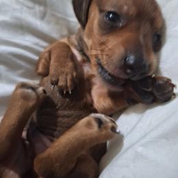 Skreech - Red male Dachshund puppy in Liberty, North Carolina from Heavenly Doxies