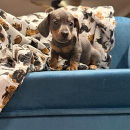 Sapphire - Blue and tan female Dachshund puppy in Hudson, Michigan from Mittentail Kennel Miniature Dachshunds & Australian Shepherds