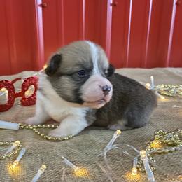 Milo - White and red male Pembroke Welsh Corgi puppy in Fayetteville, Tennessee from Sulphur Springs Corgis
