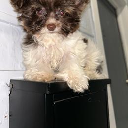 Kingston - Chocolate, tan and white male Yorkshire Terrier puppy in Lynwood, Illinois from SaintNicksWay