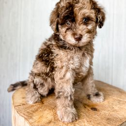 Assorted Doodle Crosses and Aussiedoodle Puppies from Doodle Love Laugh