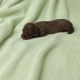 Rachel - Chocolate and tan female Dachshund puppy in Richmond, Virginia from Paw Prints