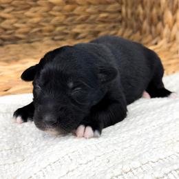 Bluey - Black tri-color female Australian Shepherd puppy in Unionville, Iowa from Soap Creek Kennels