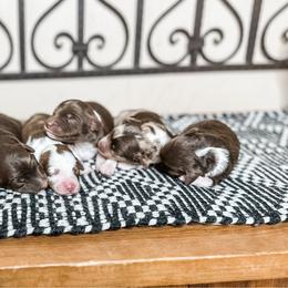 Aussiedoodle puppies from Rocky Ridge Ranch