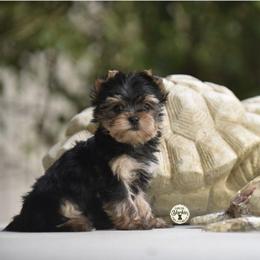 Parker - Black and tan male Yorkshire Terrier puppy in Petersburg, Virginia from Louie yorkie crustables
