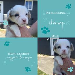 Champ - Blue merle and white male American Corgi puppy in Brownstown, Indiana from Brave Country Kennels