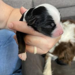 Penelope - Black tri female Miniature Australian Shepherd puppy in Gunnison, Colorado from McMillan Aussies