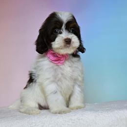 Katie - Brown white and tan female Cockapoo puppy in Louisburg, North Carolina from Raven Oak's Mini Cockapoos and Mini Dachshunds